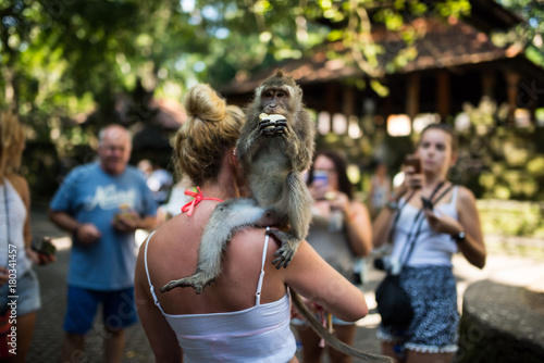 Monkey Forest - Ubud - Bali 