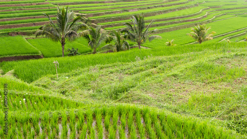 Pola ryżowe Indonezja
