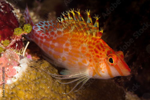 dwarf hawkfish on hard coral