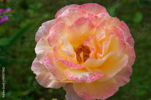 Lolita is a hybrid tea rose by Reimer Kordes. It was introduced to the German market in 1972. It blooms in flushes throughout the season.