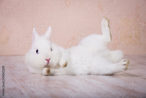 Funny white decorative rabbit playing on the floor