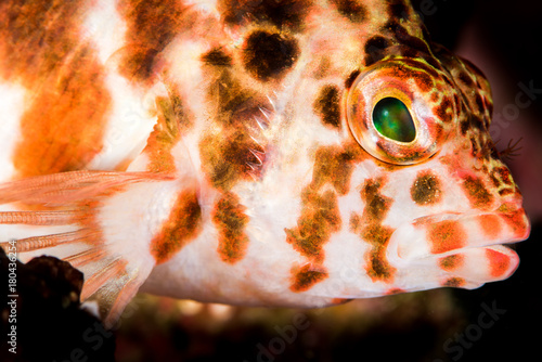 threadfin hawkfish on a coral reef