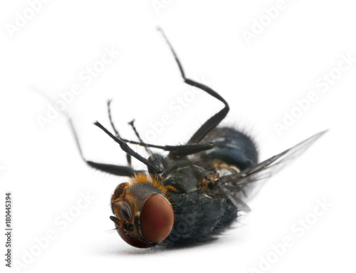 Housefly, Musca domestica, lying against white background