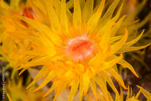 closeup of a orange polyp on a coral reef