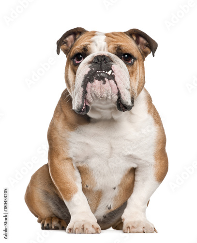 English Bulldog (5 years old)