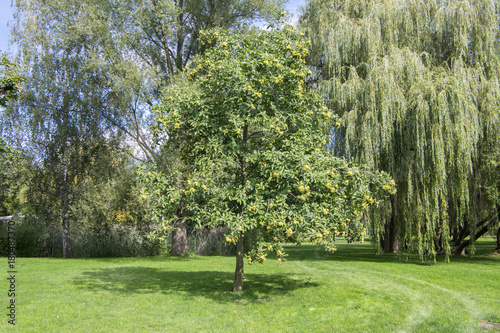 Castanea sativa tree during early autumn in the park, branches full of sweet chestnuts in spiny cupules and leaves