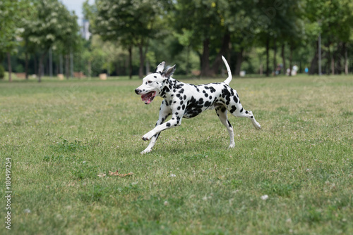 Adorable black Dalmatian dog outdoors in summer