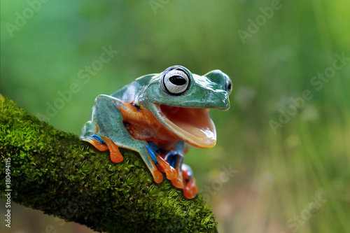 Tree frog open mouth