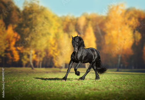 Big black Frisian horse runs in the forest background