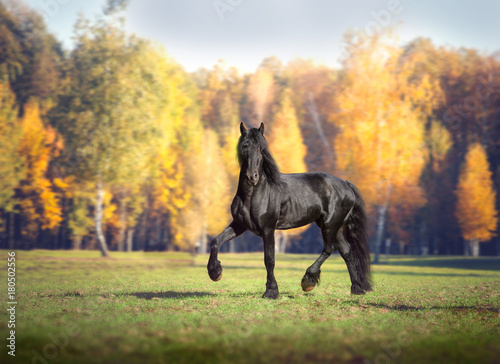 Big black Friesian horse runs in the forest background