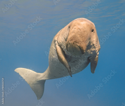 Dugong dugon (seacow or sea cow) swimming in the tropical sea water