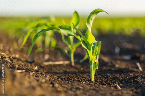 Green corn maize field in early stage