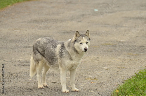 Pies husky