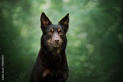 Dog Australian Kelpie in the forest