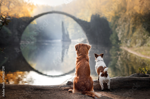 Dog Nova Scotia duck tolling Retriever and Jack Russell Terrier looking at the bridge