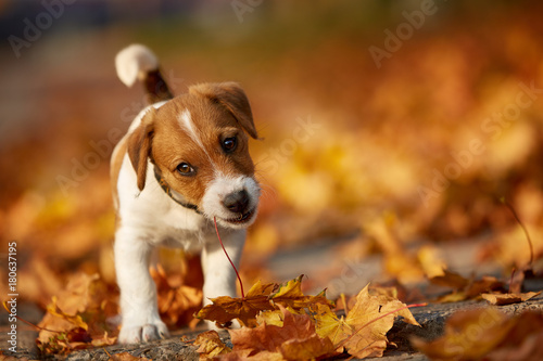 Dog breed Jack Russell Terrier playing in autumn park