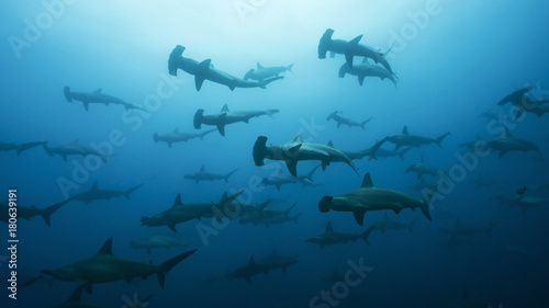 Very large school of scalloped hammerhead sharks in Galapagos, world heritage site of Ecuadorian Pacific