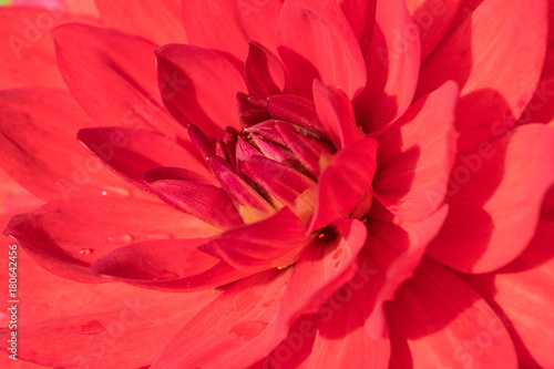Close up of a red Dahlia Rose.