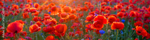 Poppy meadow in the light of the setting sun