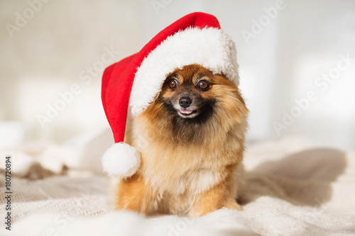 Christmas dog. happy new year card 2018 with the year dog symbol