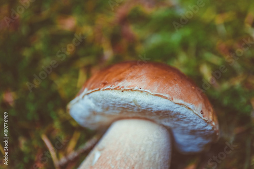 Colorful fresh edible porcini mushroom on the green mossy forest soil background. Penny bun white mushroom closeup, fungi picking up concept.