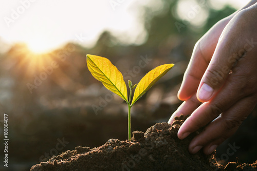 hand planting sprout into soil with sunset in garden