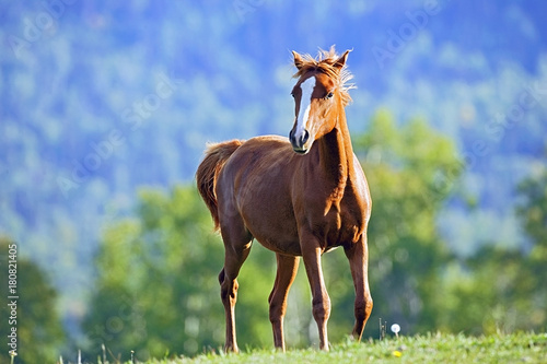 Chestnut Arabian Foal playing at summer pasture.