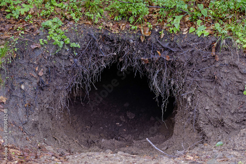 Bear lair in forest 1