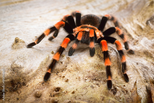 Birdeater tarantula spider Brachypelma smithi in natural forest environment. Bright orange colourful giant arachnid.