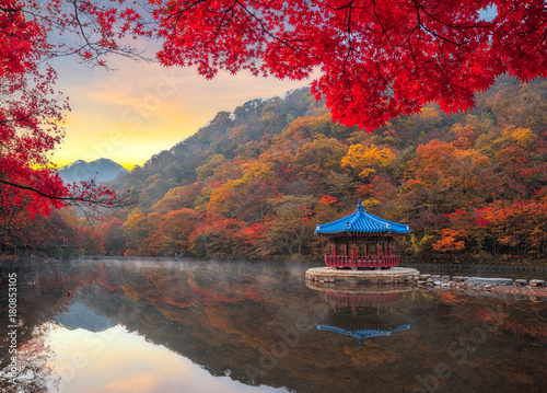 Autumn Maple in Naejangsan national park, South korea