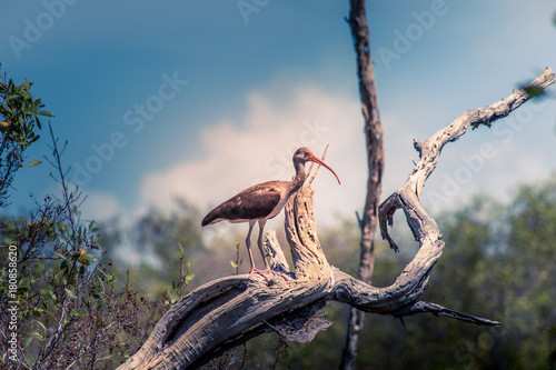 Heron on a tree in Cuba