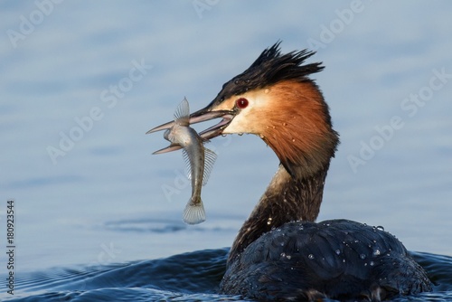 natural great crested grebe (podiceps cristatus) with fish in beak