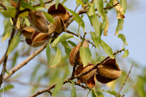 Ripe almonds on the tree branches.