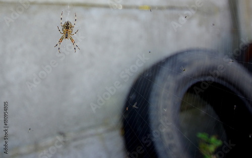 Pająk, pajęczyna w rogu podwórka razem z użytą oponą i szarym murem - zamieszkać w slamsie