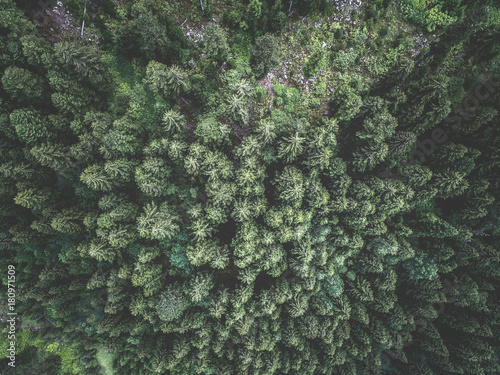 Aerial view of green spruce forest. Tops of fir tree. View from above.