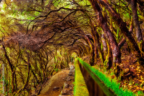 Beautiful forest trail in the mountains, along levada 25 Fontes 