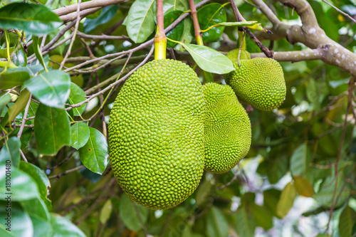 Big jackfruit hanging on its tree