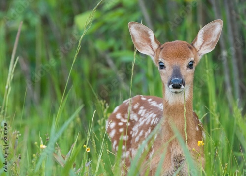 Whitetail fawn in the grass