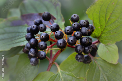 Rote Hartriegel, Cornus sanguinea, Beeren