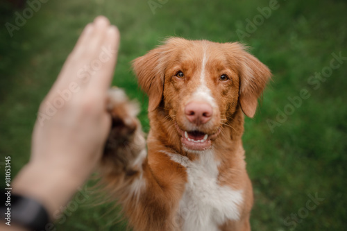 Dog Nova Scotia duck tolling Retriever sitting on the grass