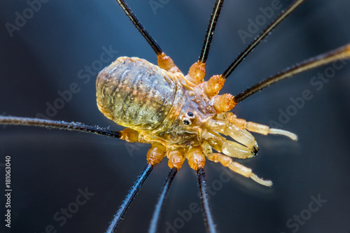 Spider harvestmen macro