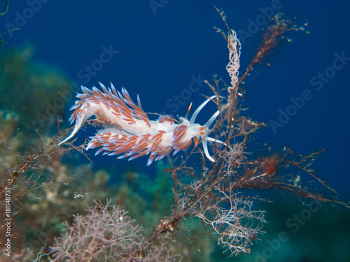 Nudibranche - Reproduction