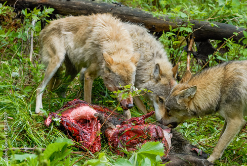 Wolfs feeding on carcass