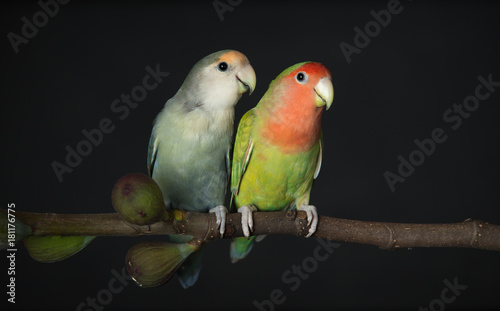 Two lovebirds on a fig branch