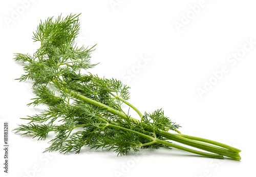 Fresh florence fennel branch isolated on white background.