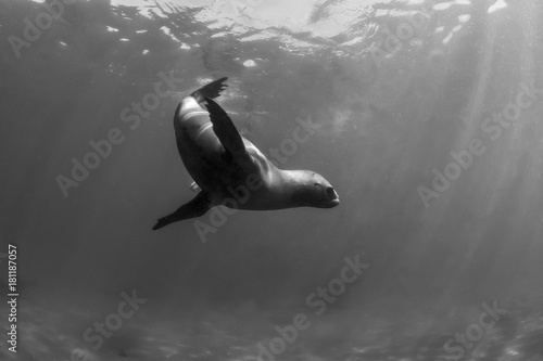 Sea Lion underwater