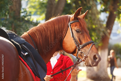 Jockey checks horse harness