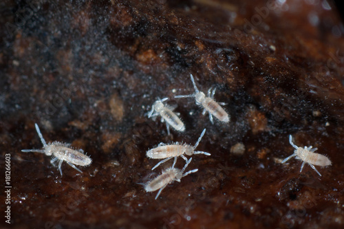 Springschwänze oder Collembola auf Boden bilden Humus