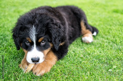 eating bernese mountain dog puppy