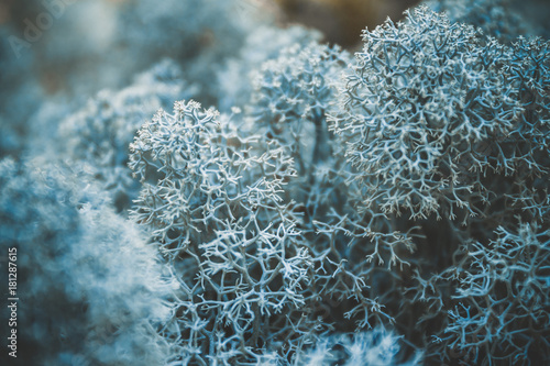 Reindeer lichen icelandic moss photographed in the forest strong increase background blur